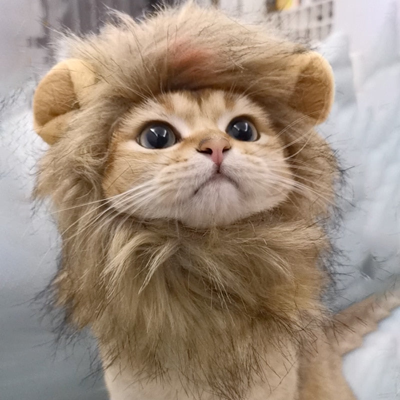 Lion Cat